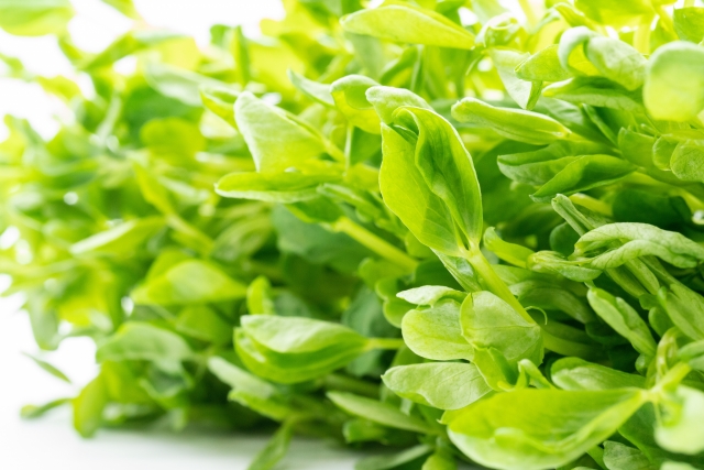 水耕栽培の野菜