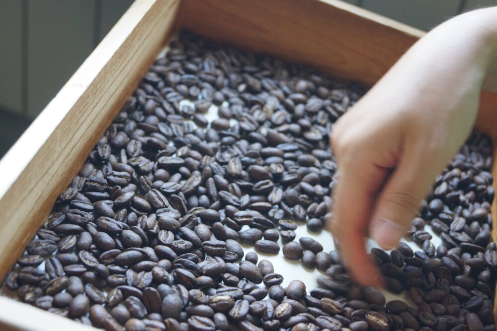 コーヒー豆の選別